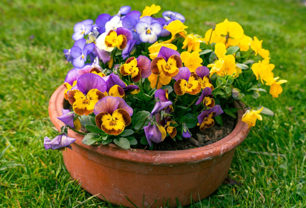 Las tres plantas que resisten el frío y llenan de color el jardín en invierno