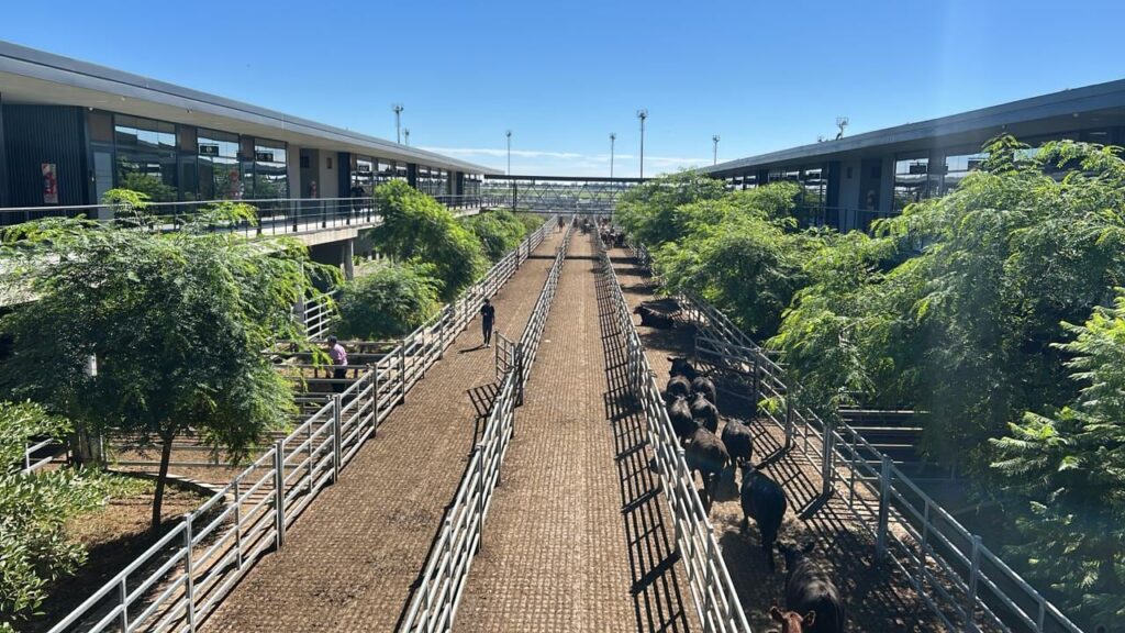 Vacunos: comenzó la semana con una entrada acotada y bajas en el Mercado Agroganadero de Cañuelas