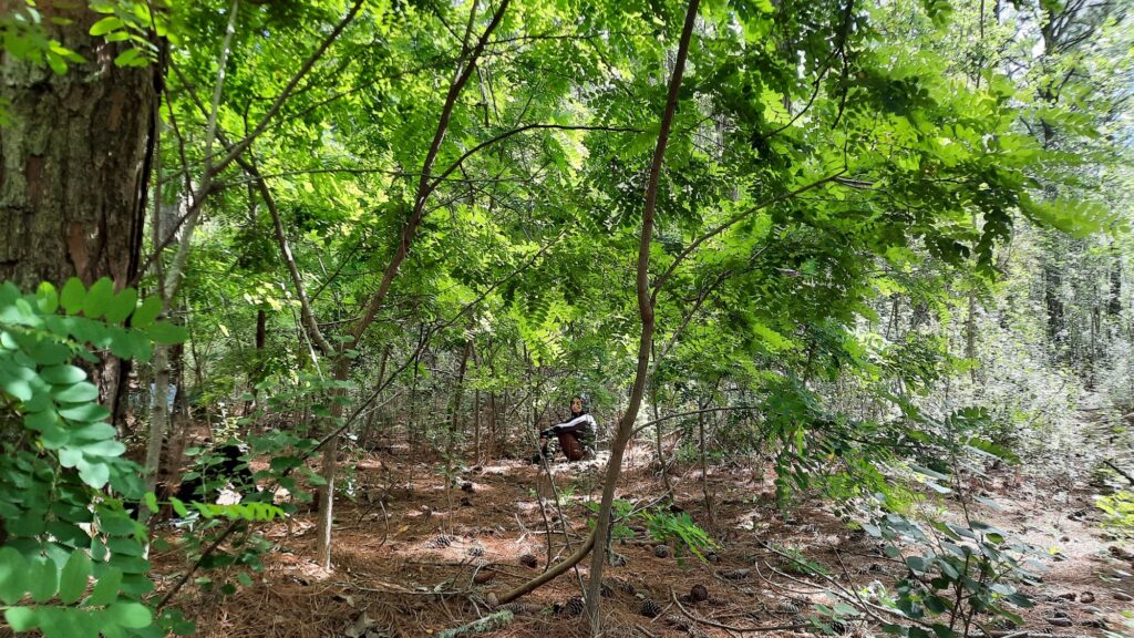 ¿A quién pertenece el bosque de Cariló?