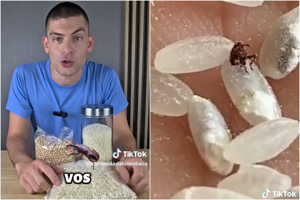 Tomás Gill, ingeniero en alimentos: “El secreto para evitar los gorgojos es guardar las legumbres o las harinas por 24 horas en el freezer”