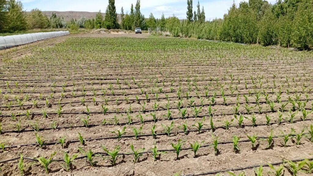 Investigación: probaron con éxito un “cultivo estratégico” en una de las zonas más frías del país
