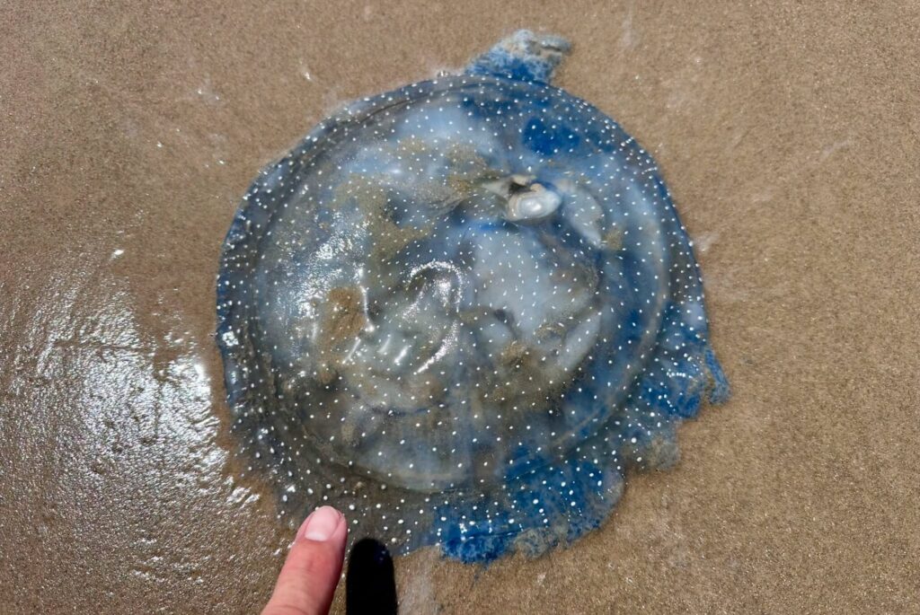 La llamativa especie marina que invade las playas de Texas en pleno Mundial 2026