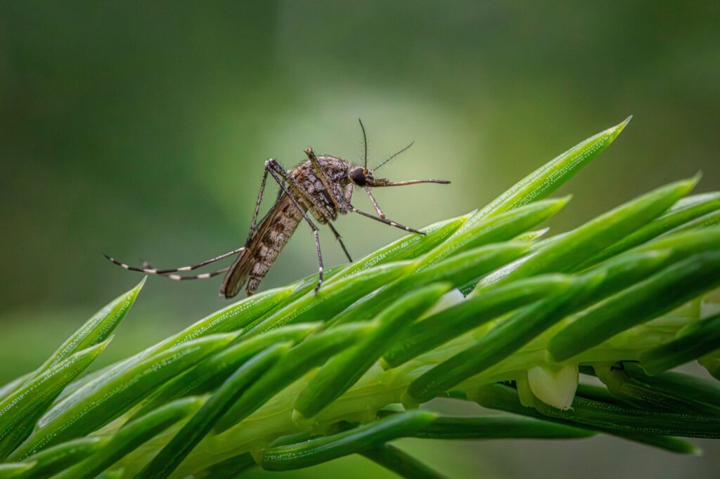 Rohit Lakhwani, investigador: “Los mosquitos podrían estar desarrollando resistencia al insecticida”