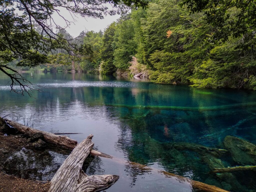 Hoy, estepa: descubren hojas y un fruto fosilizados de bosques húmedos templados hace 20 millones de años en la Patagonia